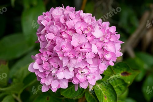 Preview: Macro Image, Close Up Pink Hydrangea Flower.