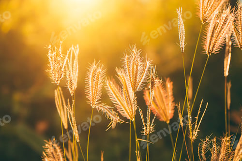 Preview: Soft Focus Of Swollen Finger Grass With Sunlight In Blur Background. (Chloris Barbata Plant)
