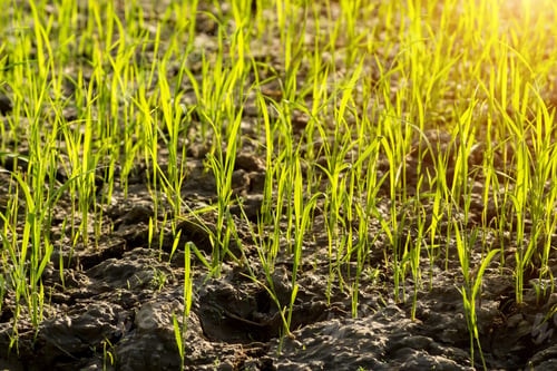 Preview: Rice Growing In Paddy Fields With Sunlight And Shadows On The Ground.