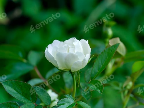 Preview: Close Up Mini White Fairy Rose Flower With Blur Background. (Scietific Name Rosa Chinensis Jacq)