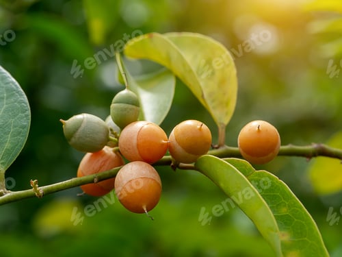 Preview: Fruit Of Olax Psittacorum (Lam.) Plant On Branch With Light.
