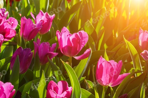 Preview: Tulips Are Blooming In The Garden.