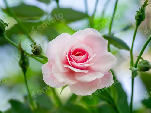 Preview: Close Up Small Pink Of Damask Rose Flower With Blur Background. (Rosa Damascena)