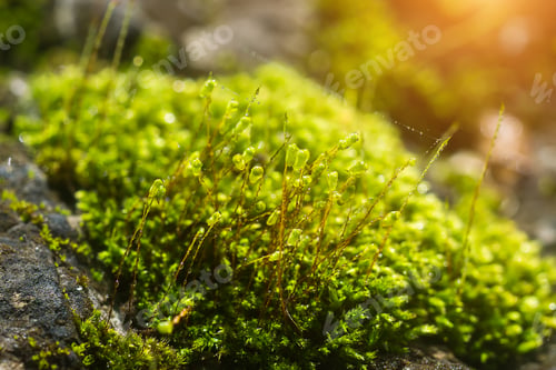Preview: Close Up Of Green Moss And Water Dew On Rock With Sunlight.