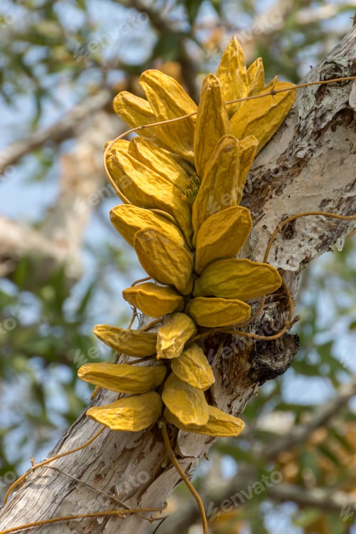 Preview: Yellow Dischidia Major (Vahl) Merr. On Tree.