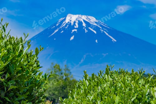 Preview: Tea Plantation In Fuji City