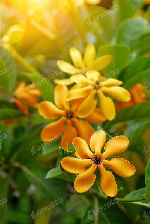 Preview: Yellow Gardenia Flower, Gardenia Carinata Wallich