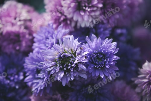 Preview: Close Up Of Marguerite Flower Background With Matte Color Fill. (Argyranthemum Frutescens (L.)