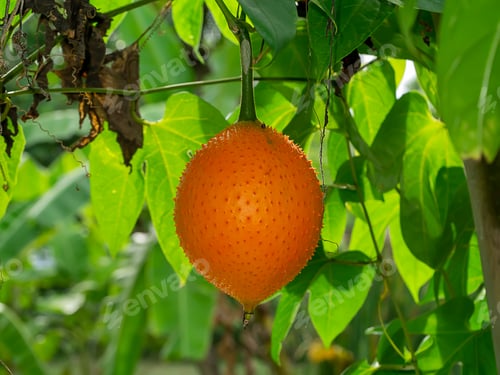 Preview: Close Up Southeast Asian Fruit, Commonly Know As Gac, Baby Jackruit, Spiny Bitter Gourd, Sweet