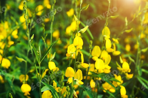 Preview: Crotalaria Juncea In The Field
