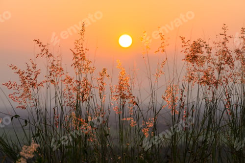 Preview: Flower Grass On The Mountain With Sunset.