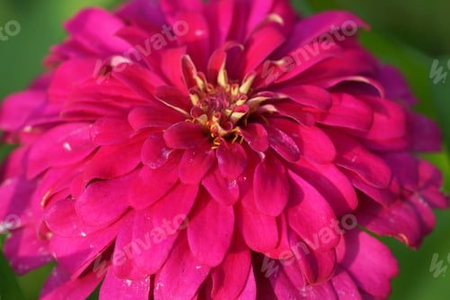Preview: Close Up Of Pink Zinnia Flower.