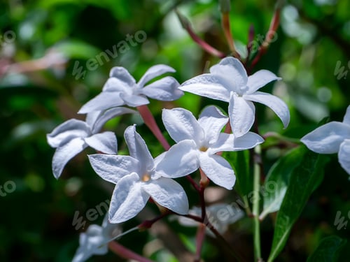 Preview: Close Up White Flower Of Carunda, Christ'S Thorn Tree. (Scientific Name Carissa Carandas)