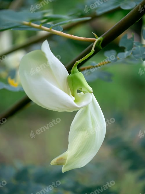 Preview: Close Up White Agasta Flower On Tree. (Sesbania Grandiflora)