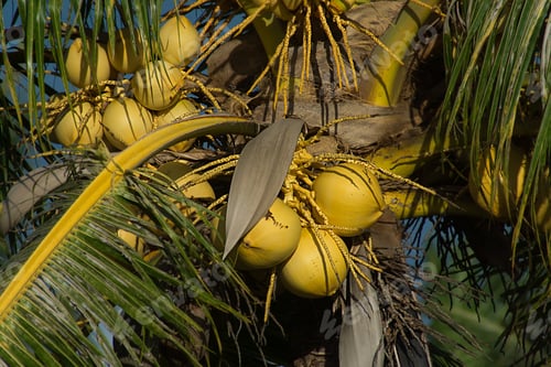 Preview: Yellow Coconut On Tree.