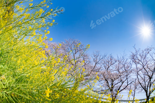 Preview: Cherry Blossom Trees And Rape Blossoms At Ryuganbuchi, Fuji City, Shizuoka Prefecture