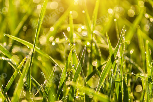 Preview: Drop Dew On Rice Leaf In The Morning With Sunlight.