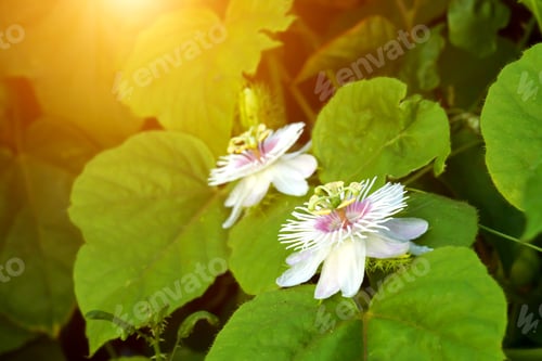 Preview: Fetid Passionflower, Scarletfruit Passionflower, Stinking Passionflower (Passiflora Foetida)
