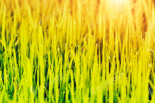 Preview: Rice Leaves With Water Drop Dew And Sunlight In Vintage Color.