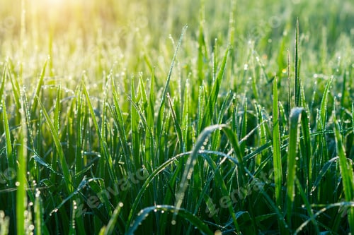 Preview: Fresh Grass With Dew Drops In The Morning.