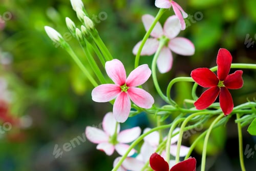 Preview: Rangoon Creeper Flower