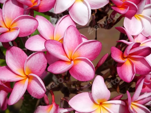 Preview: Pink Frangipani Flower On The Tree.