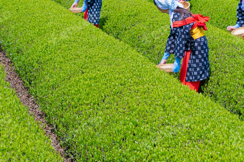 Preview: Tea Fields In Oobuchi Sasaba, Fuji City, Shizuoka Prefecture