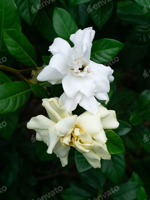 Preview: The White Flower Of Gardenia Jasminoides In The Dark Green Leaves.