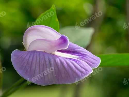 Preview: Close Up Of Violet Flower. (Centrosema Pubescens)