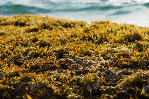 Preview: Yellow Seaweed. (Sargassum Sp.)