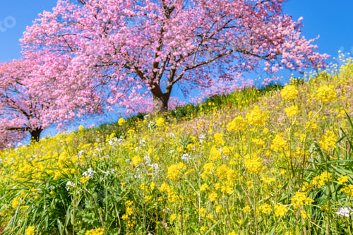 Preview: Kawazu Cherry Blossoms In Minamiizu-Cho, Kamo-Gun, Shizuoka Prefecture