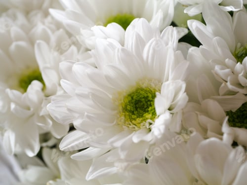 Preview: Close Up Of White Chrysanthemum Flower