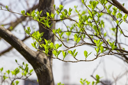 Preview: Landscape With Fresh Green