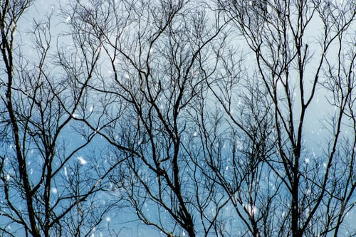 Preview: Branches Dry In The Winter With Snow Fall.