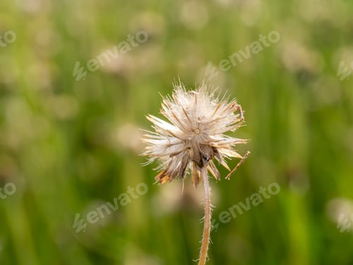 Preview: Close Up Seeds Of Tridax Or Wild Daisy Flower (Coldenia Procumbens Linn.) With Sunlight.