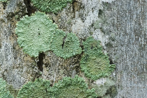 Preview: Lichens Are Symbiotic Fungi. They Are Able To Grow On The Tree.