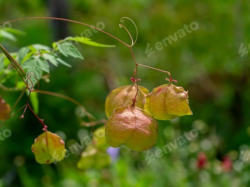 Preview: Close Up Balloon Vine Plant. (Cardiospermum Halicacabum)