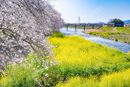 Preview: Cherry Blossom Trees At Ryuganbuchi, Fuji City, Shizuoka Prefecture