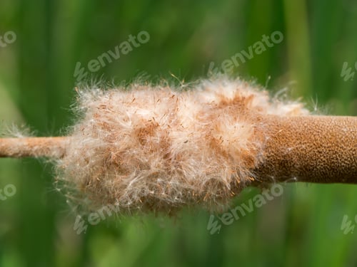 Preview: Typha Angustifolia Seeds On Tree.