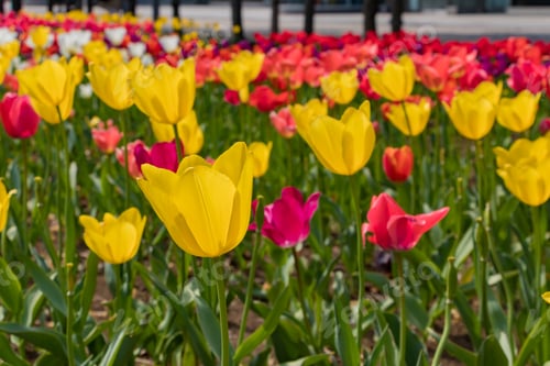 Preview: Colorful Tulips Blooming In Tokyo