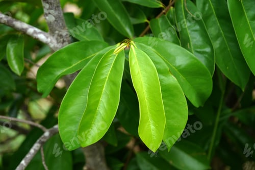 Preview: Close Up Soursop Leaf On Tree. (Annona Muricata)