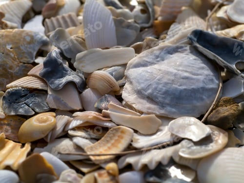 Preview: Close Up Of Shells On The Beach.