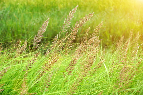 Preview: Wild Grass In The Nature.