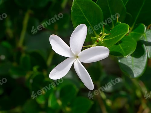 Preview: Close Up White Natal Plum Flower. (Carissa Macrocarpa)