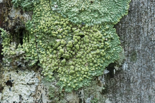 Preview: Lichens Are Symbiotic Fungi. They Are Able To Grow On The Tree.