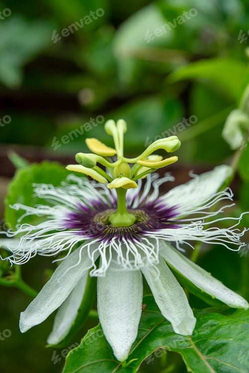 Preview: Close Up Of Passionfruit Flower (Passiflora Edulis)