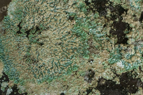Preview: Lichens Are Symbiotic Fungi. They Are Able To Grow On The Tree.