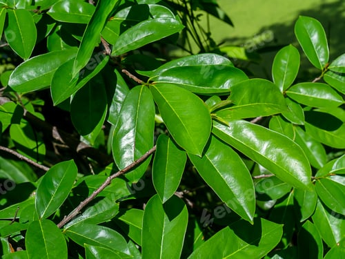 Preview: Leaves Of Soursop Tree Or Prickly Custard Apple. (Annona Muricata L.) Plant For Treatment Of