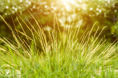 Preview: Wild Grass In Sunset Counterlight