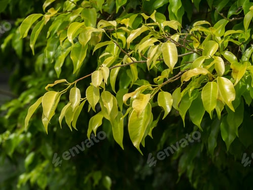 Preview: The Young Leaves Of The Banyan Tree